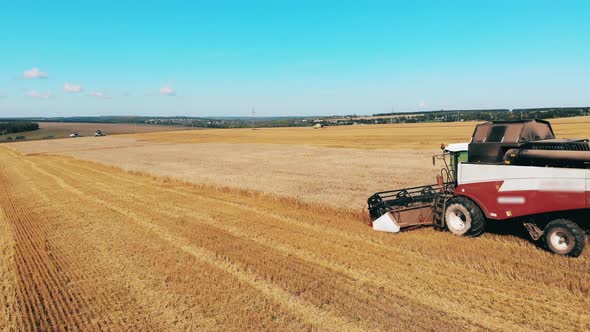 Rye Is Getting Cut and Collected By the Harvester-thresher