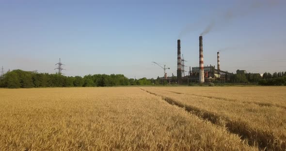 Flying On A Drone Over A Wheat Field Near A Plant That Pollutes The Environment And Smoke From Pipes