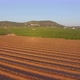 Fields of Orange Seedlings - VideoHive Item for Sale