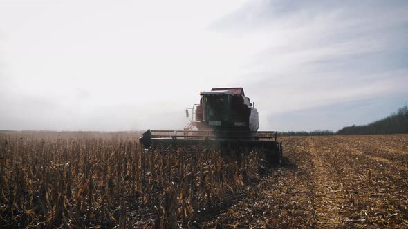 The Harvester Is Harvesting in a Field of Corn. Dry Corn Is Processed By a Special Machine.