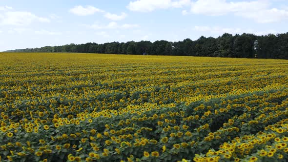 Field with Sunflowers in Summer Aerial View