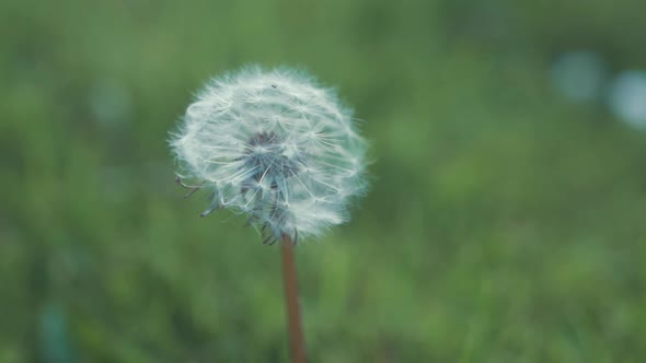 Dandelion weed seeds blow off in wind