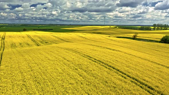Blooming rape fields in Poland. Agriculture in Poland. alt