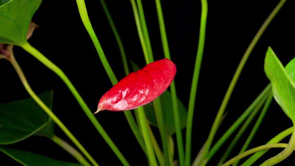 Time Lapse of Opening Red Anthurium Flower