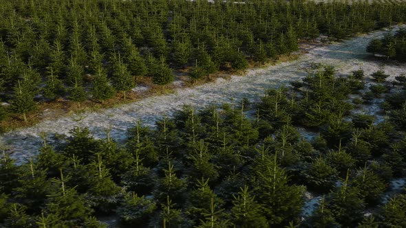 drone rotating over Christmas pine tree plantation