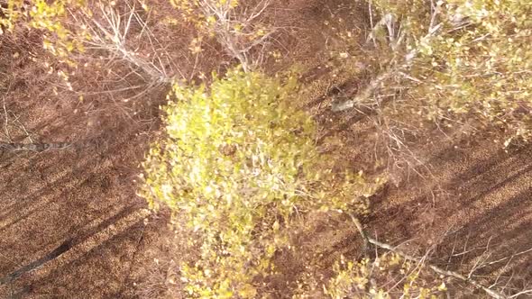 Vertical Video of a Forest with Many Trees in Autumn