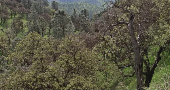 This shot from Bakersfield California, pans up from the trees to a wide shot of a mountain