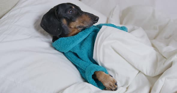 Black Dachshund in Robe Relaxes on Pillow Under Warm Blanket