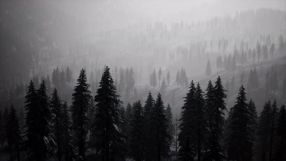 Carpatian Mountains Fog and Mist at the Pine Forest