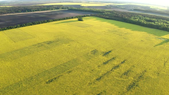 Drone View of Yellow Rape Seed Fields