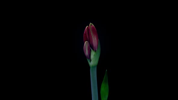 Red Hippeastrum Opens Flowers in Time Lapse on a Black Background