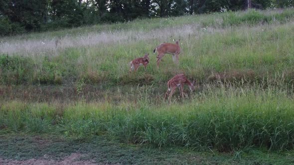 Deer walking out in high grass in nature near forest