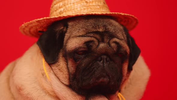 Cute Pug in Straw Hat on Red Background