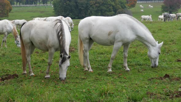 Lipizzan Horses Grazing on Meadow, Slovenia