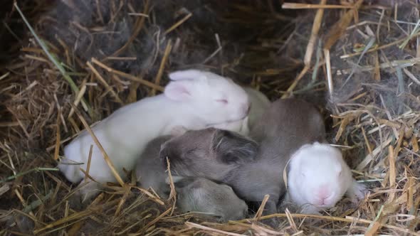 Little Cute Rabbits Sleep in the Nest