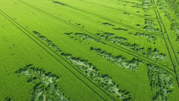 Aerial View Green Wheat Field