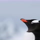 Gentoo penguin - VideoHive Item for Sale