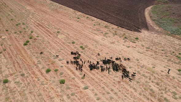 Goats eating and walking in a meadow, Aerial view.