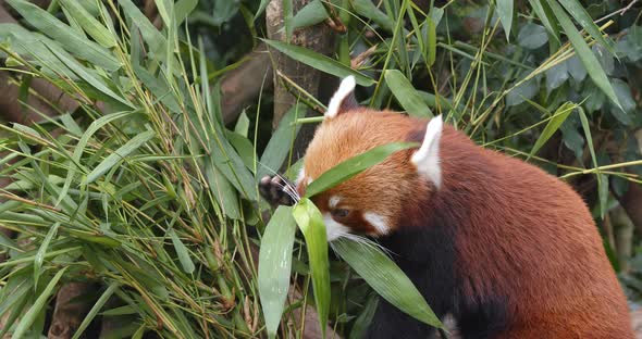 Red panda eating bamboo tree at zoo