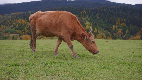 Wild cow walking on the meadow