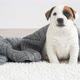Newborn Puppy on Knitted Plaid - VideoHive Item for Sale