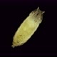 Pupa of Fruit Fly Drosophila Melanogaster Under a Microscope Order Diptera - VideoHive Item for Sale