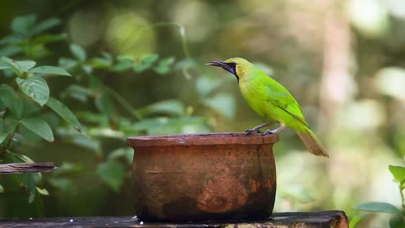 Jerdon's Leafbird in Sri Lanka