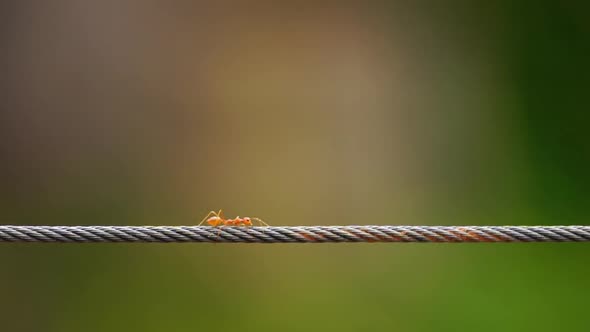 red ant colony walking across the wire