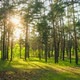 Forest Morning Sun Rays Light Jungle Green Grass Nature Wood Outdoor - VideoHive Item for Sale