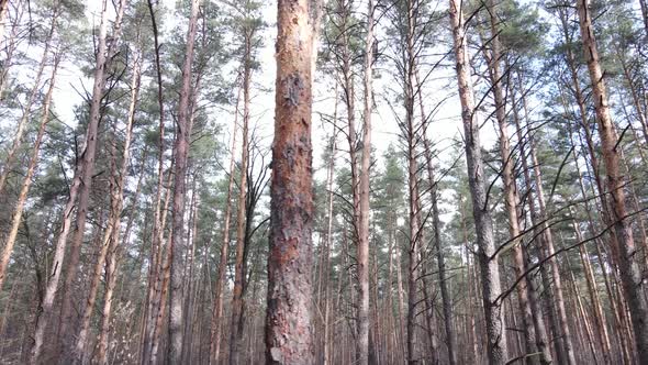 Trees in a Pine Forest During the Day Aerial View