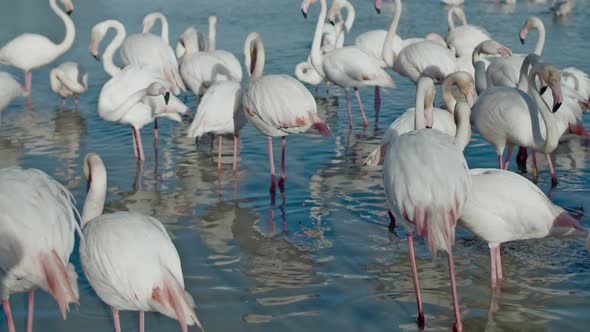 Flamingo bird nature wilflife reserve carmargue lagoon