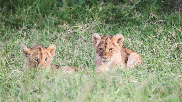 Two Lion Cubs In Kenya Grass