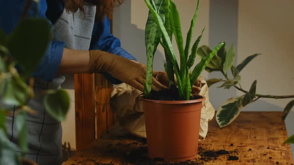 Transplanting Sansevieria Houseplant