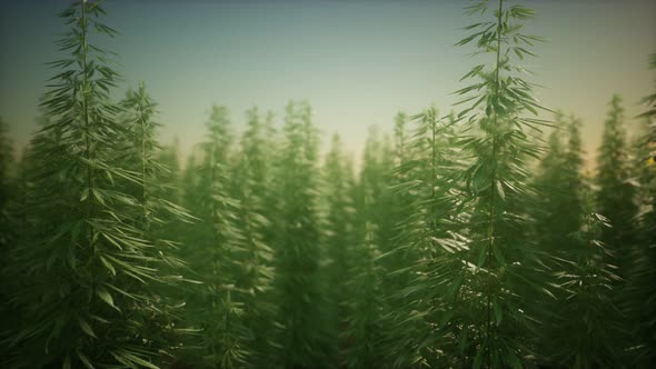 Field of Green Medial Cannabis