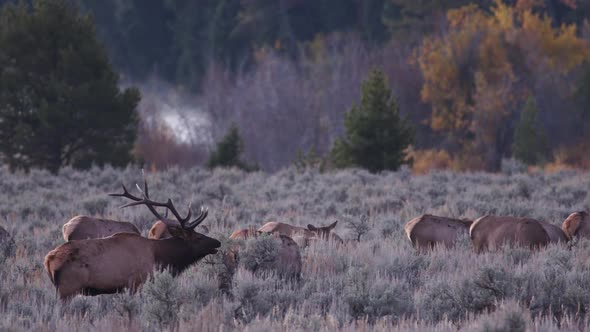 Bull Elk with his harem on cold morning in Wyoming