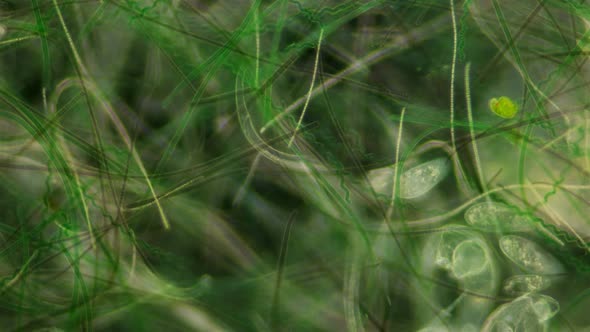 Algae Under the Microscope, the Movement of a Large Number of Algae in Accelerated Shooting