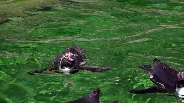 Animal Penguin In Green Pure Water 3