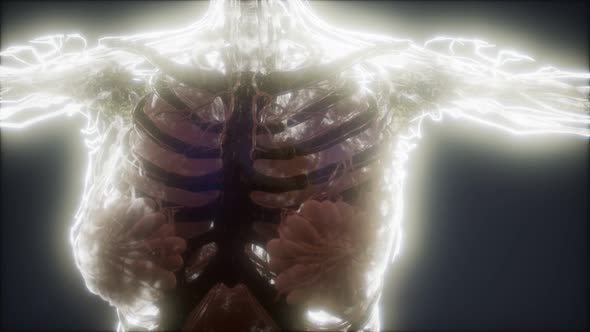 Colorful Human Body Animation Showing Bones and Organs alt