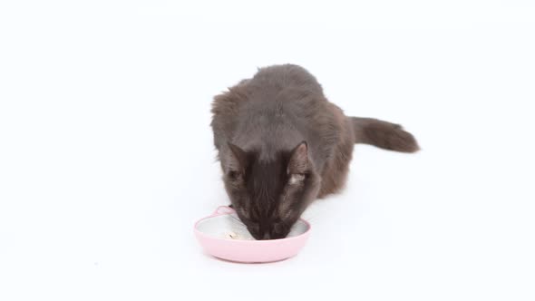 Black cat eats wet food out of a dish and then looks at something off camera