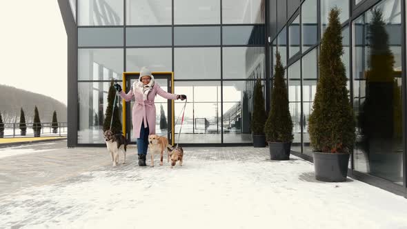 African American Woman Walking with Three Dogs in Winter Near Glass Building