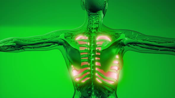 Human Lungs Radiology Exam alt