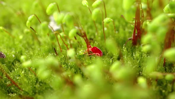 Trombidiidae, Known As Red Velvet Mites, True Velvet Mites, or Rain Bugs