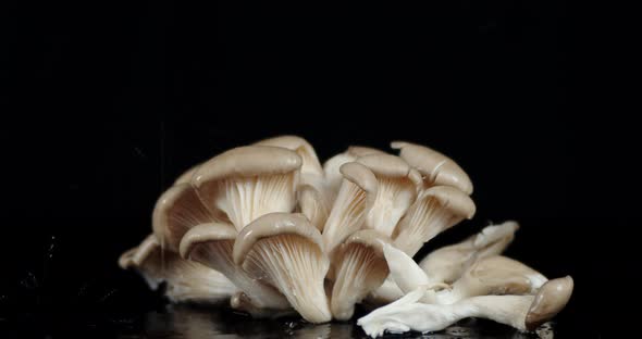 A Bunch of Mushrooms Falling Water Drops. 