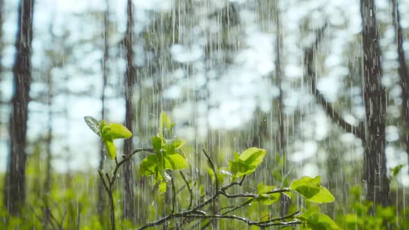 Rain in Forest