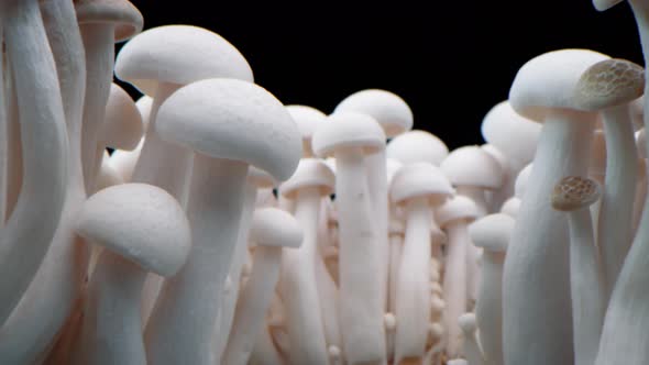 Macro Shot of Champignons Stand in a Row of Mushrooms