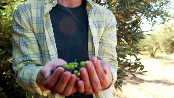 Farmer holding a hand full of olives in farm