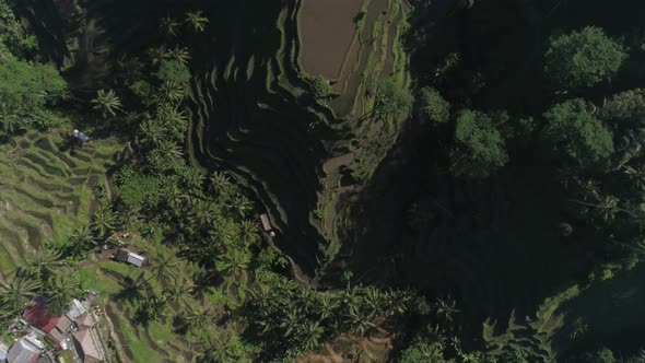 Aerial view above of paddy field growing semiaquatic rice, Malang, Indonesia.