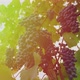 Vineyards at sunset in autumn harvest. Ripe grapes in fall - VideoHive Item for Sale