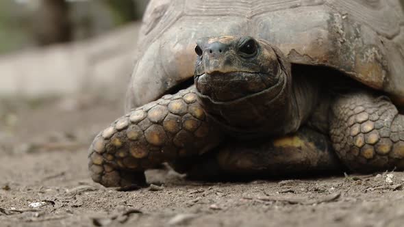 A Huge Turtle Coming Out of Shell