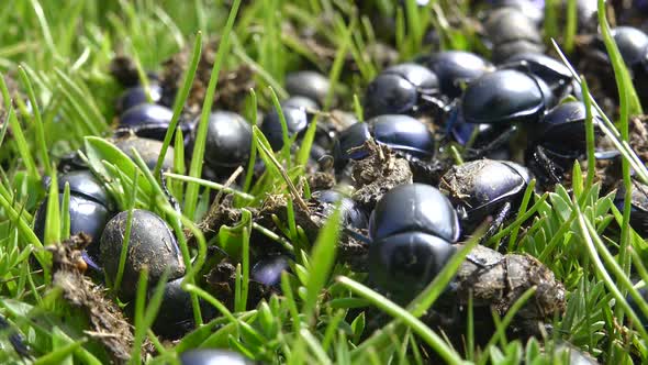 Crowded Scarab Beetles Eating New Fresh Wet Manure in Green Grass